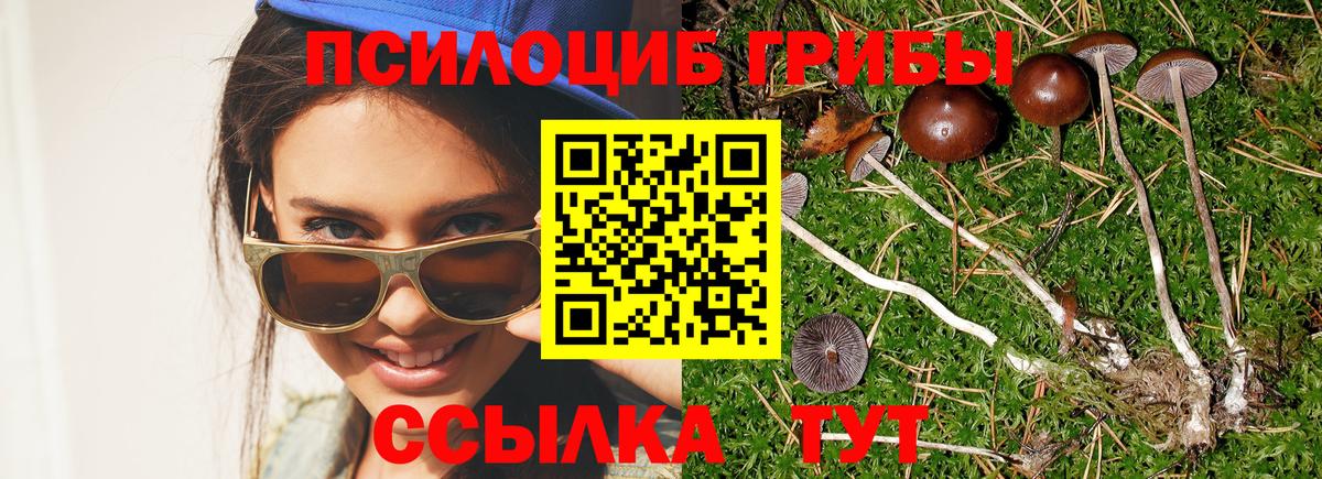 Псилоцибиновые грибы мицелий Тара